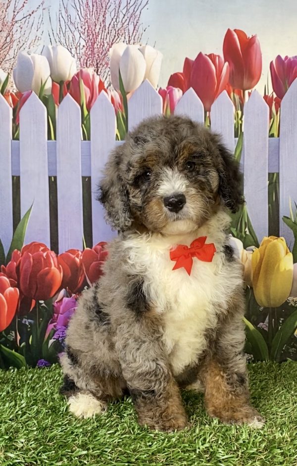 Photo of Mr. Gus the F2 Mini-Bernedoodle puppy