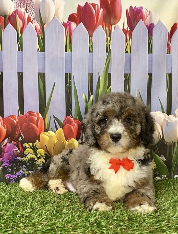 Photo of Mr. Gus the F2 Mini-Bernedoodle puppy