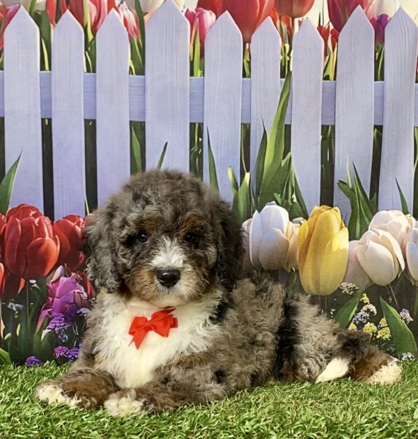Photo of Mr. Gus the F2 Mini-Bernedoodle puppy