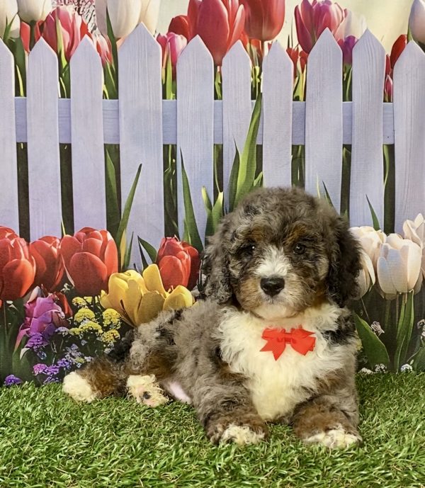 Photo of Mr. Gus the F2 Mini-Bernedoodle puppy