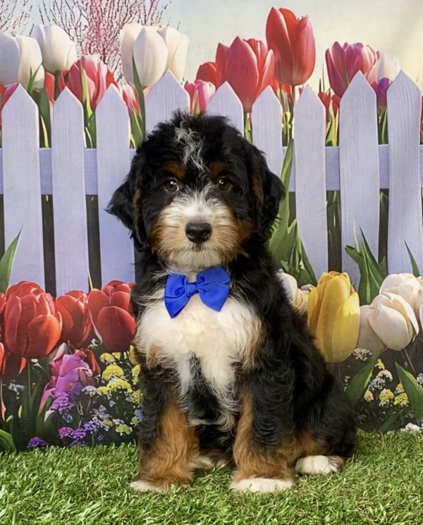 Mr. Ivo the F1 Mini-Bernedoodle puppy