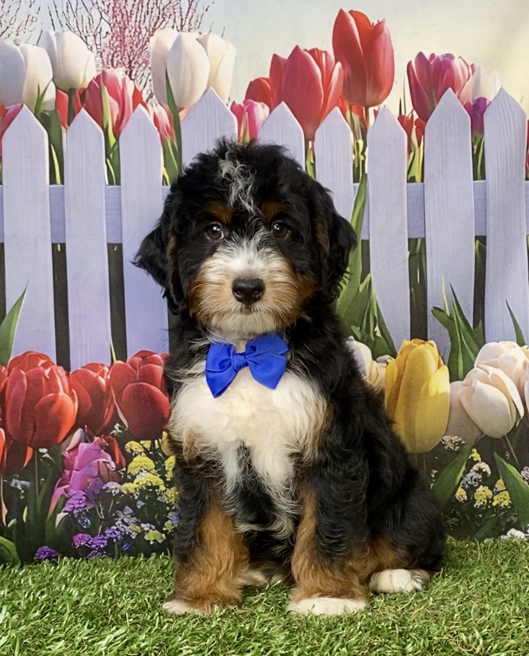 Photo of Mr. Ivo the F1 Mini-Bernedoodle puppy