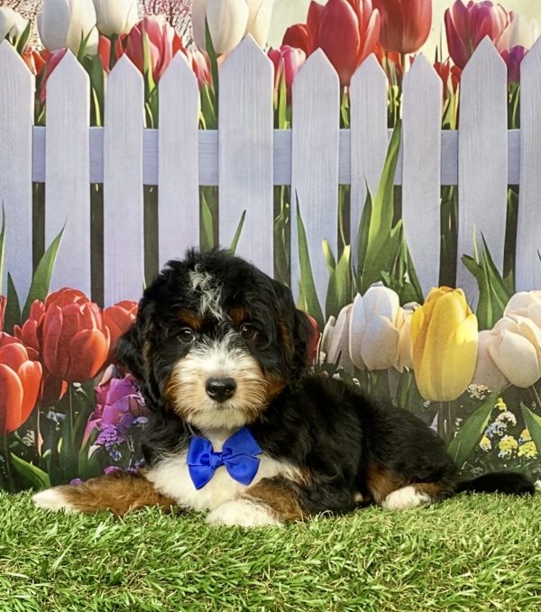 Photo of Mr. Ivo the F1 Mini-Bernedoodle puppy
