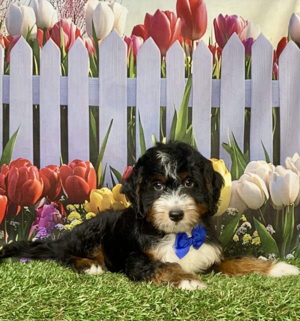 Photo of Mr. Ivo the F1 Mini-Bernedoodle puppy