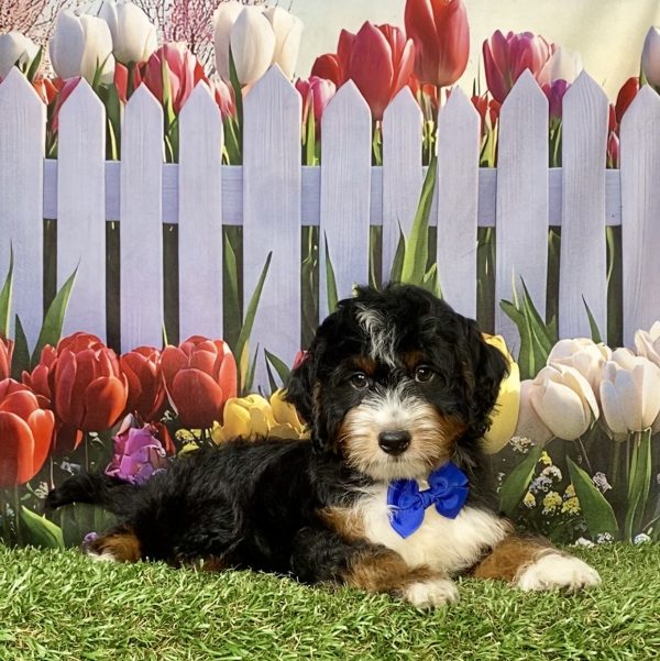 Photo of Mr. Ivo the F1 Mini-Bernedoodle puppy