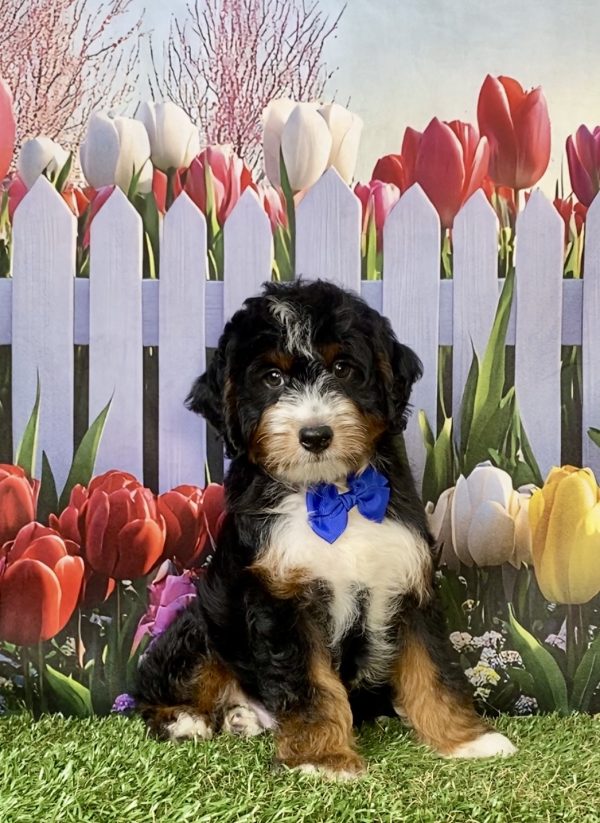Photo of Mr. Ivo the F1 Mini-Bernedoodle puppy