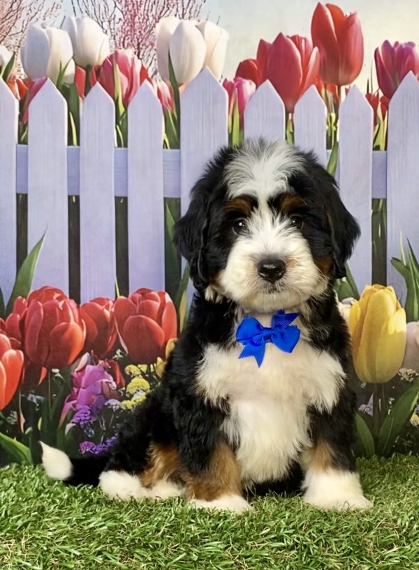 Photo of Mr. Jace the F1 Mini-Bernedoodle puppy