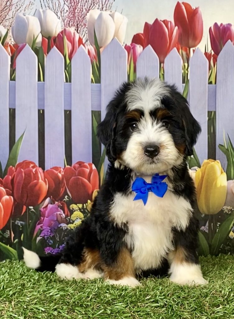 Photo of Mr. Jace the F1 Mini-Bernedoodle puppy
