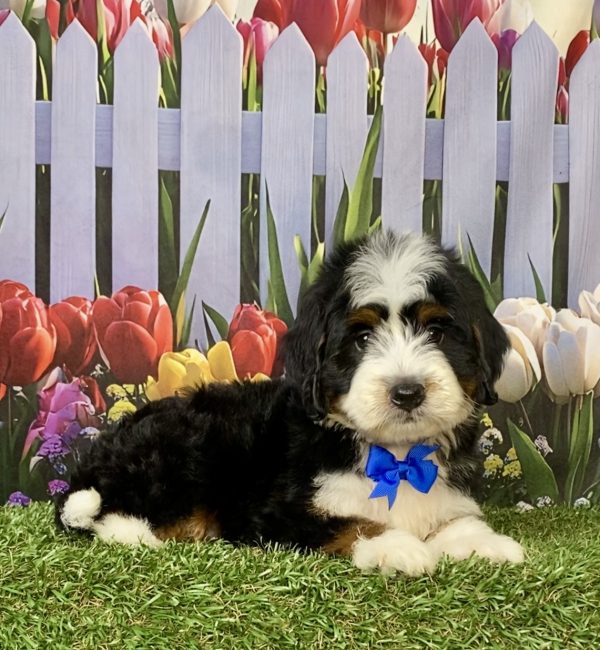 Photo of Mr. Jace the F1 Mini-Bernedoodle puppy