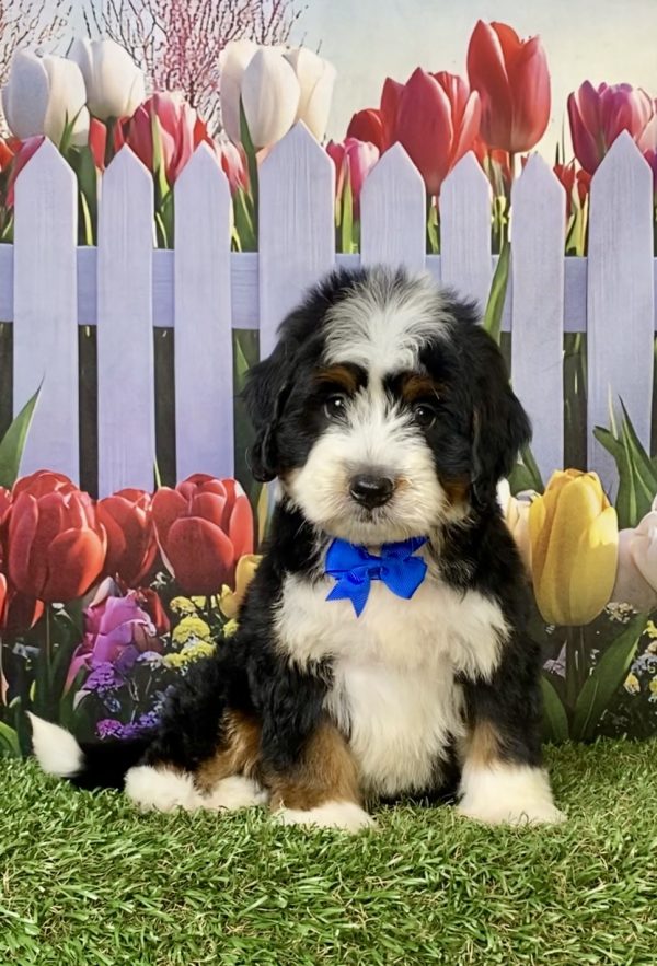 Photo of Mr. Jace the F1 Mini-Bernedoodle puppy
