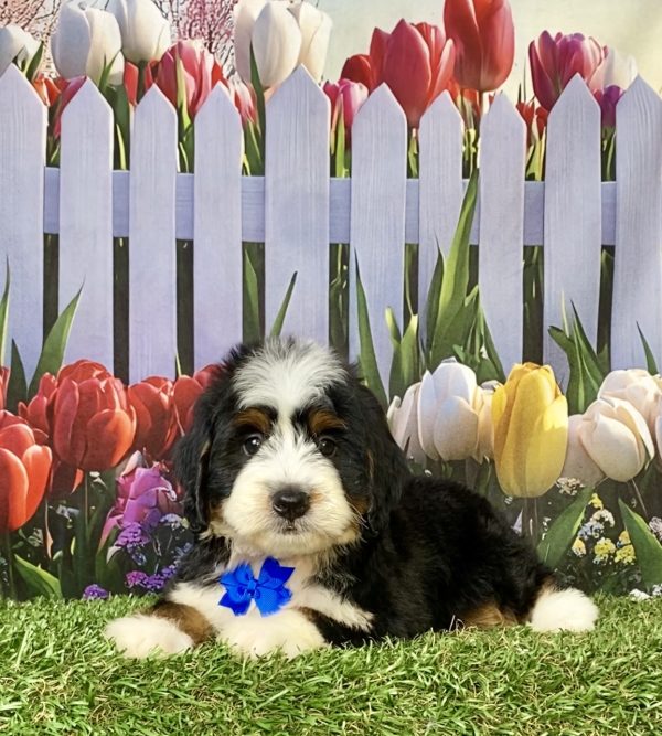 Photo of Mr. Jace the F1 Mini-Bernedoodle puppy