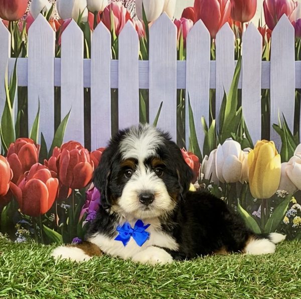 Photo of Mr. Jace the F1 Mini-Bernedoodle puppy
