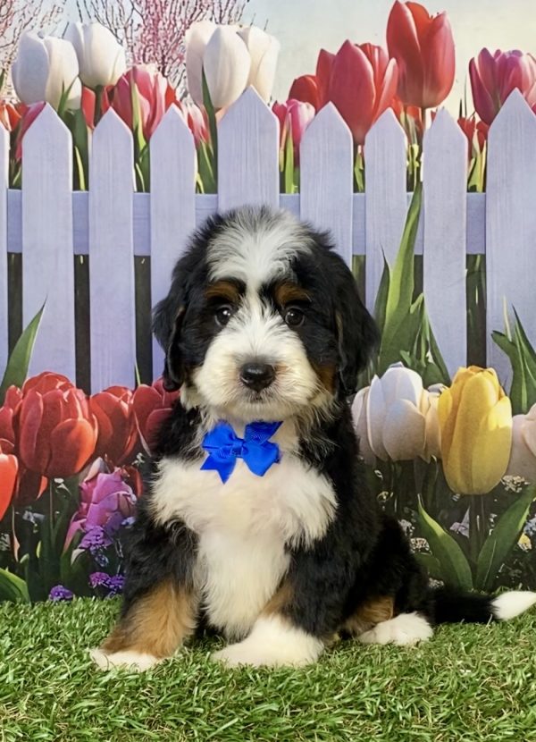 Photo of Mr. Jace the F1 Mini-Bernedoodle puppy