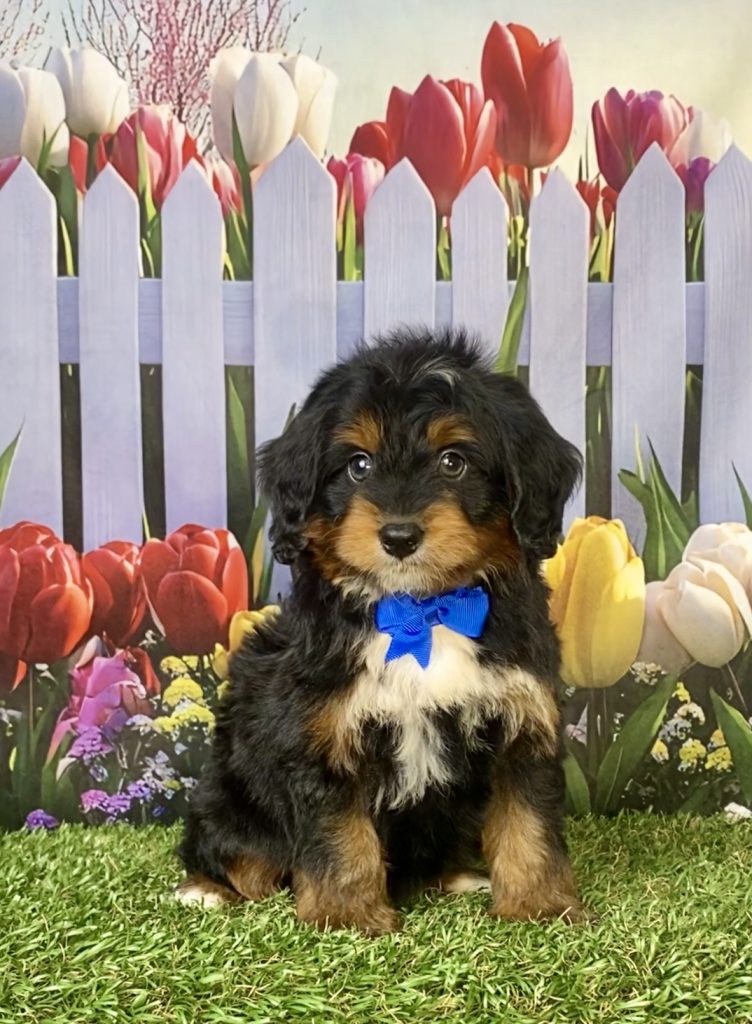 Photo of Mr. Jake the F1 Mini-Bernedoodle puppy