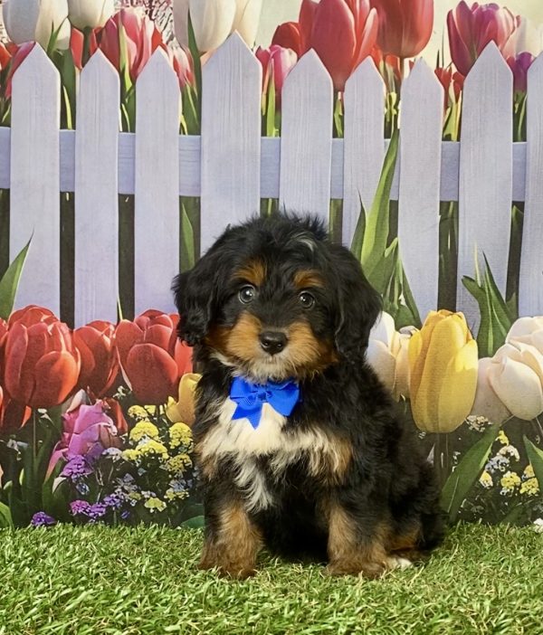 Photo of Mr. Jake the F1 Mini-Bernedoodle puppy