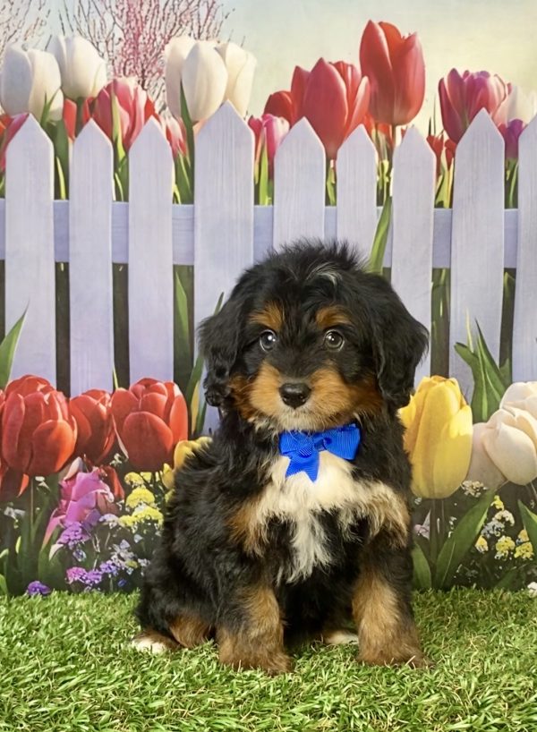 Photo of Mr. Jake the F1 Mini-Bernedoodle puppy