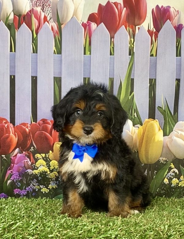 Photo of Mr. Jake the F1 Mini-Bernedoodle puppy