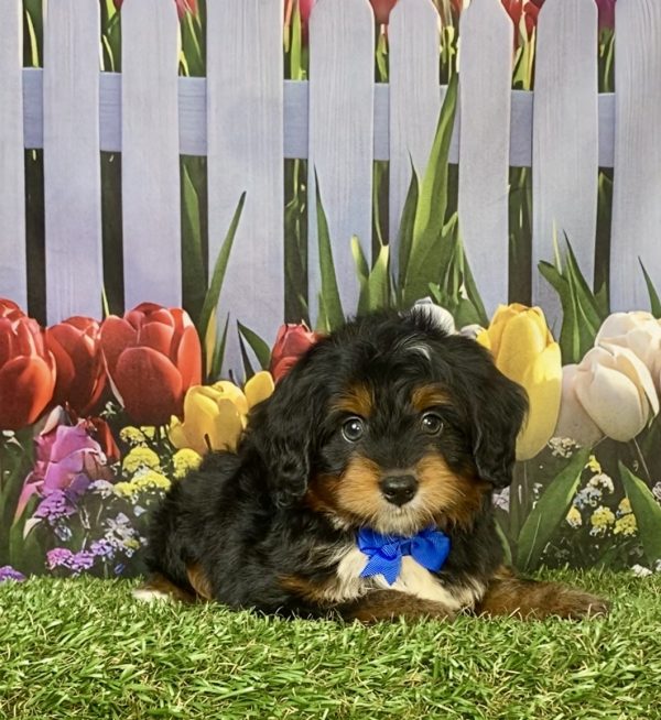 Photo of Mr. Jake the F1 Mini-Bernedoodle puppy