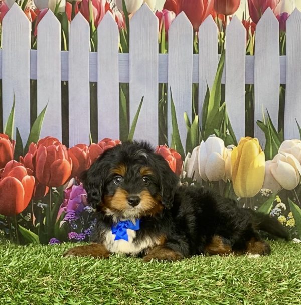 Photo of Mr. Jake the F1 Mini-Bernedoodle puppy