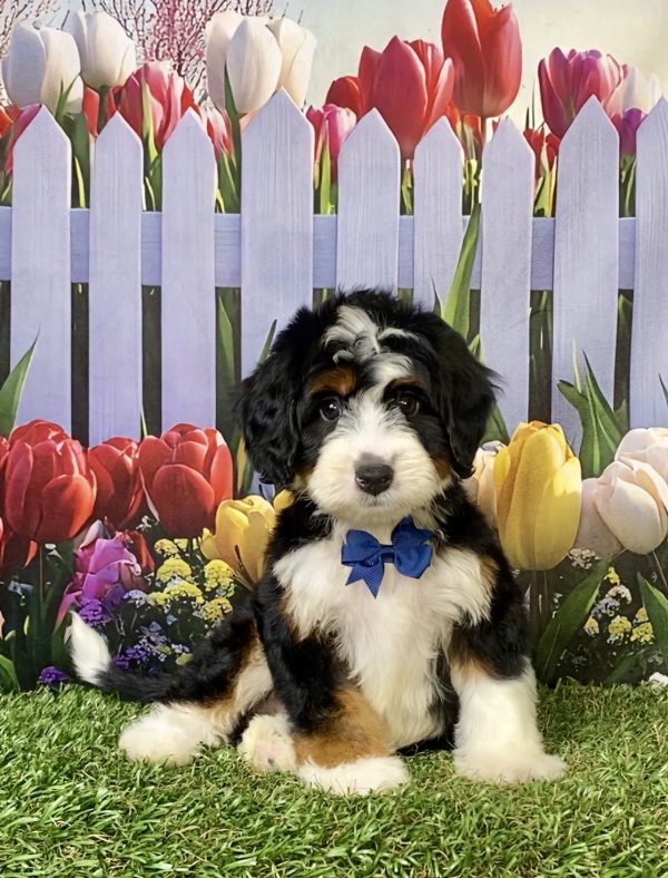Photo of Mr. Jedson the F1 Mini-Bernedoodle puppy