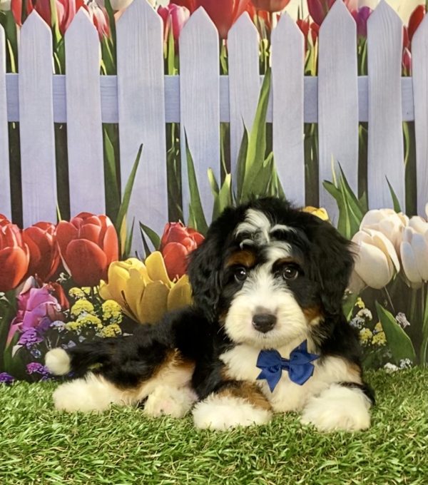 Photo of Mr. Jedson the F1 Mini-Bernedoodle puppy