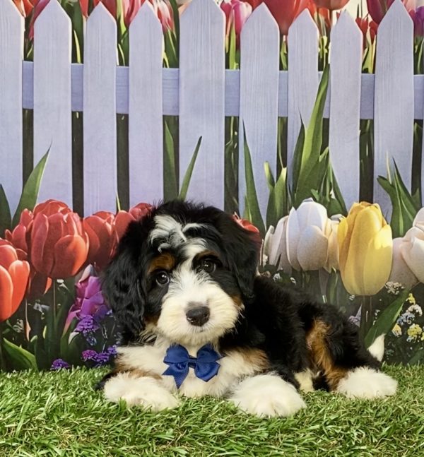 Photo of Mr. Jedson the F1 Mini-Bernedoodle puppy