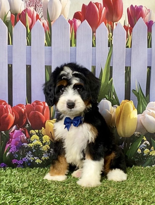 Photo of Mr. Jedson the F1 Mini-Bernedoodle puppy