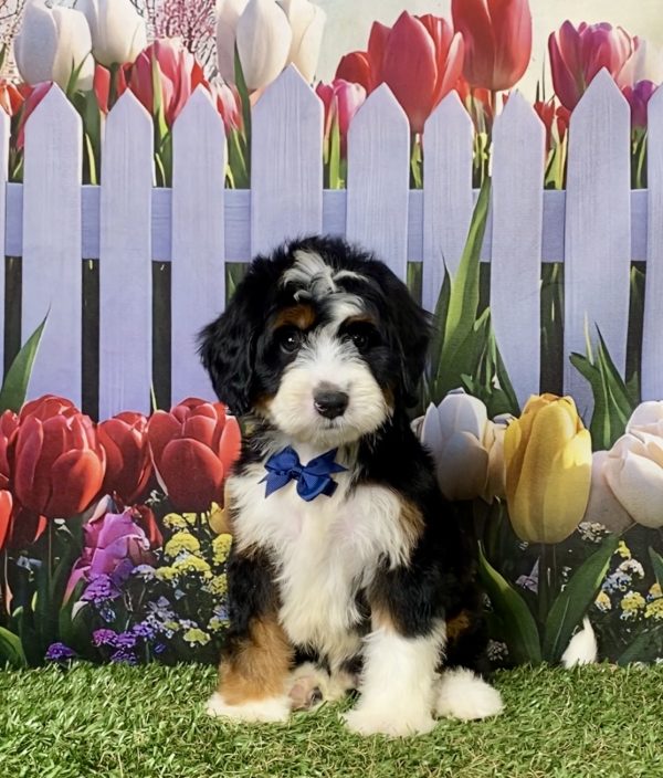 Photo of Mr. Jedson the F1 Mini-Bernedoodle puppy