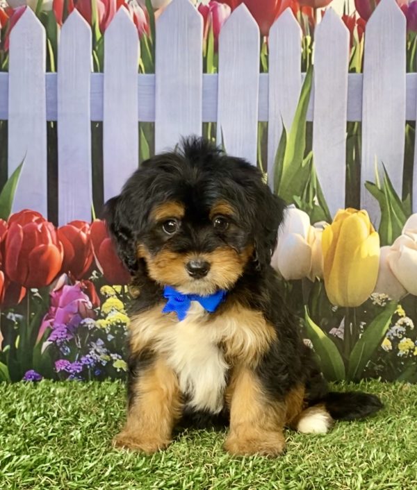 Photo of Mr. Jeff the F1 Mini-Bernedoodle puppy