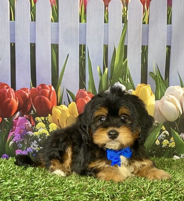 Photo of Mr. Jeff the F1 Mini-Bernedoodle puppy