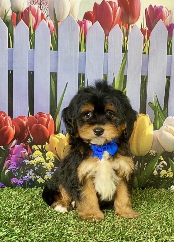 Photo of Mr. Jeff the F1 Mini-Bernedoodle puppy