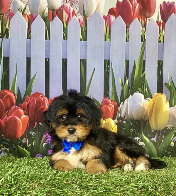 Photo of Mr. Jeff the F1 Mini-Bernedoodle puppy