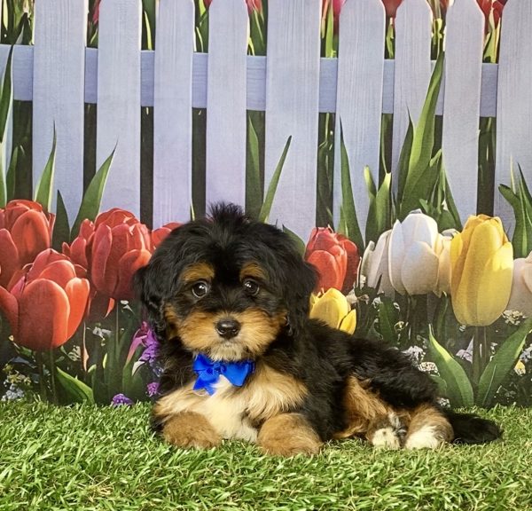 Photo of Mr. Jeff the F1 Mini-Bernedoodle puppy