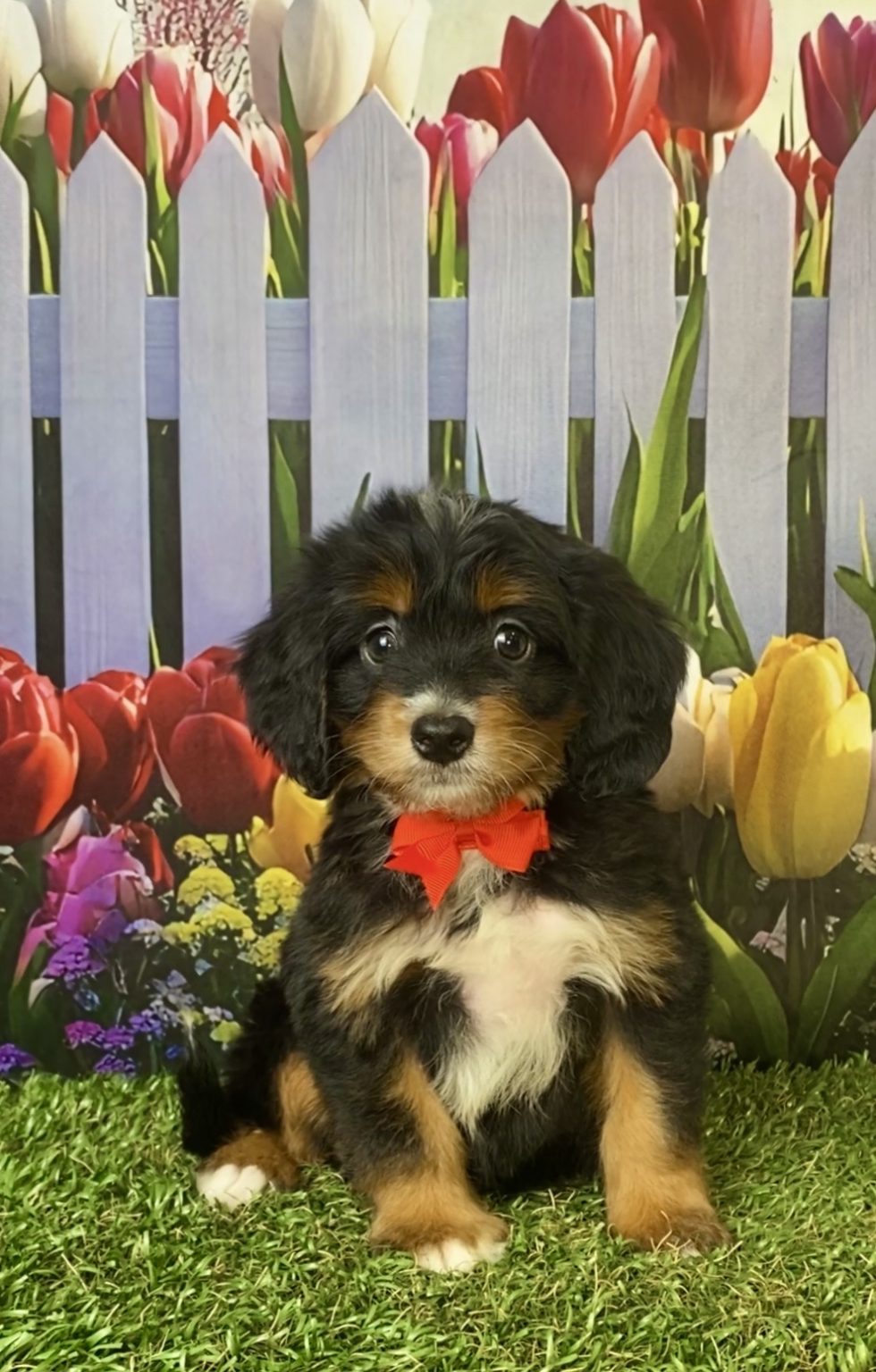 Photo of Mr. Jordan the F1 Mini-Bernedoodle puppy