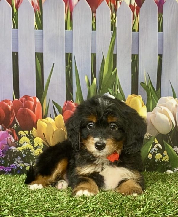 Photo of Mr. Jordan the F1 Mini-Bernedoodle puppy