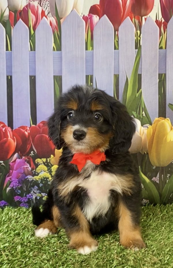Photo of Mr. Jordan the F1 Mini-Bernedoodle puppy