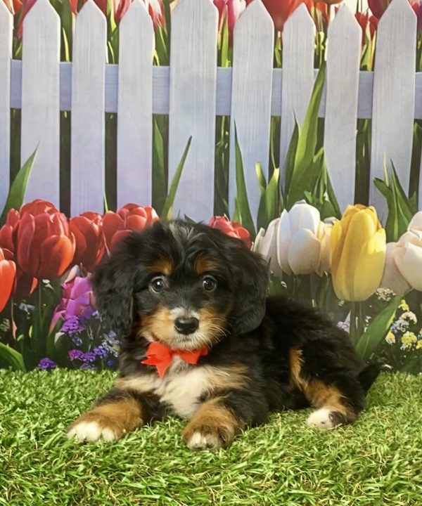 Photo of Mr. Jordan the F1 Mini-Bernedoodle puppy