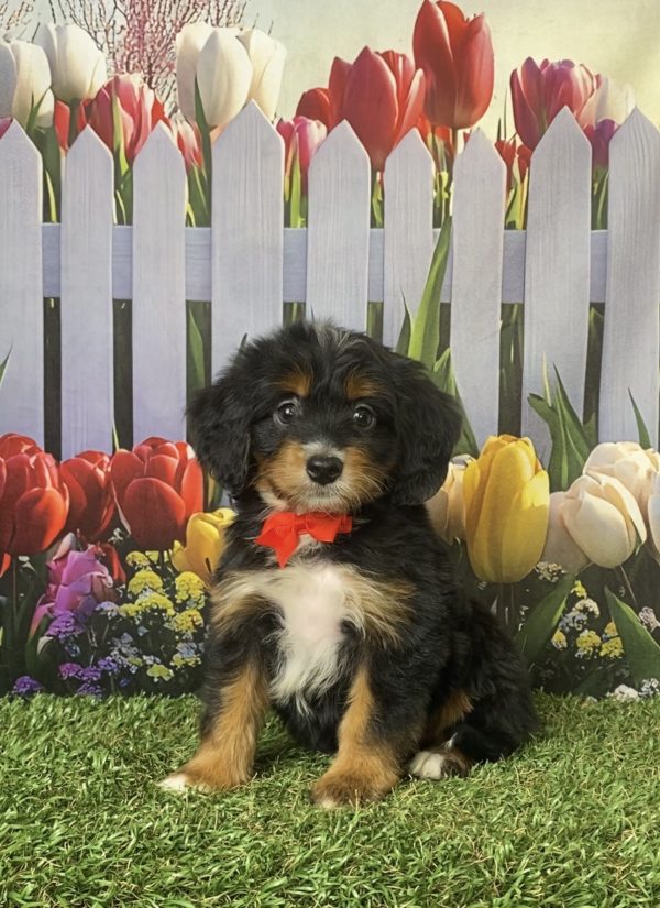 Photo of Mr. Jordan the F1 Mini-Bernedoodle puppy