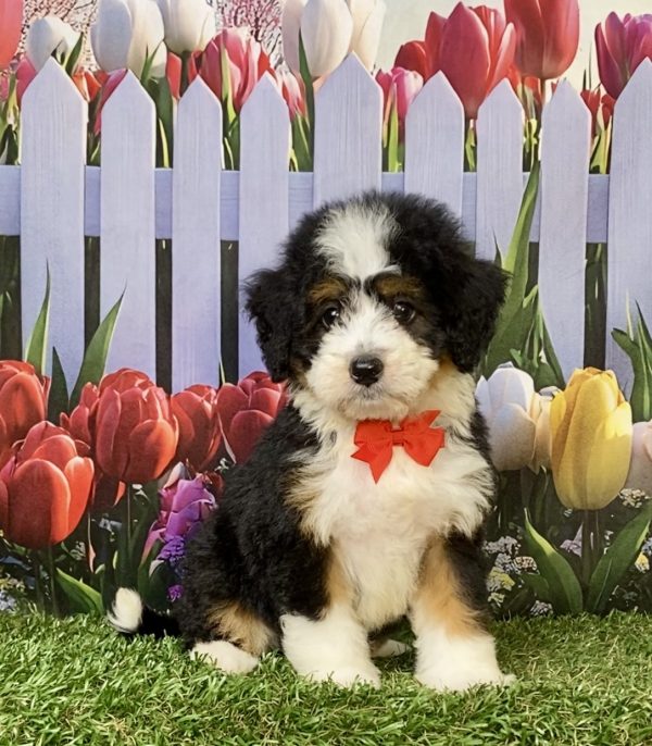 Photo of Mr. Joshua the F1 Mini-Bernedoodle puppy