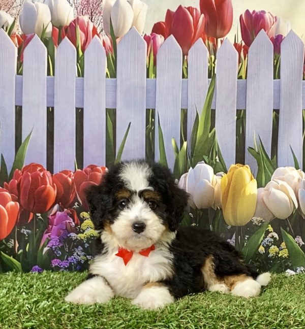 Photo of Mr. Joshua the F1 Mini-Bernedoodle puppy