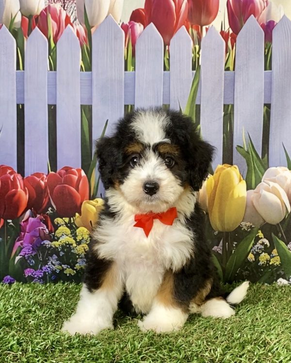 Photo of Mr. Joshua the F1 Mini-Bernedoodle puppy