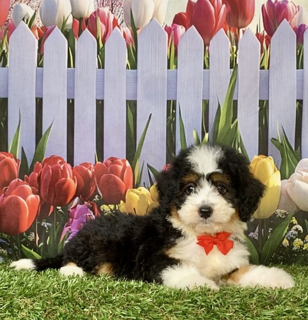 Photo of Mr. Joshua the F1 Mini-Bernedoodle puppy