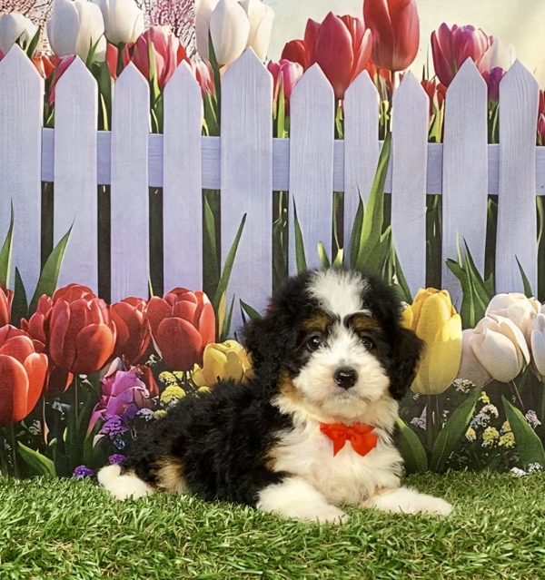 Photo of Mr. Joshua the F1 Mini-Bernedoodle puppy