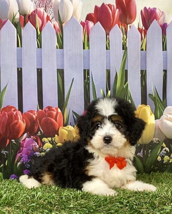Photo of Mr. Joshua the F1 Mini-Bernedoodle puppy