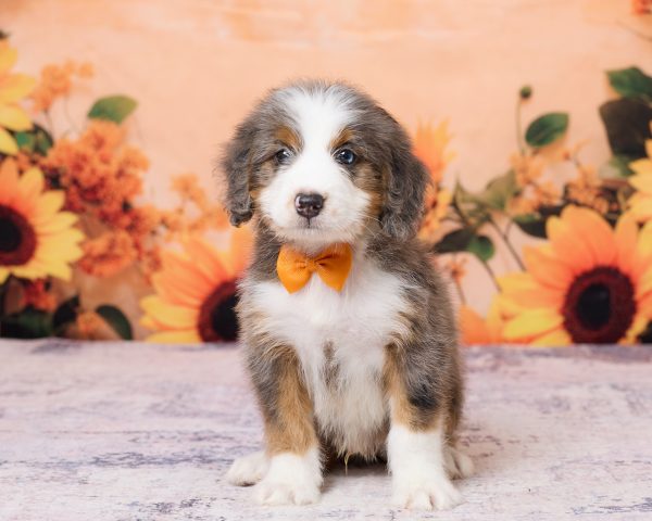 Photo of Mr. Ken the F1 Mini-Bernedoodle puppy