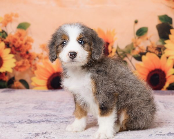 Photo of Mr. Ken the F1 Mini-Bernedoodle puppy