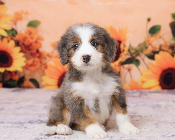 Photo of Mr. Ken the F1 Mini-Bernedoodle puppy