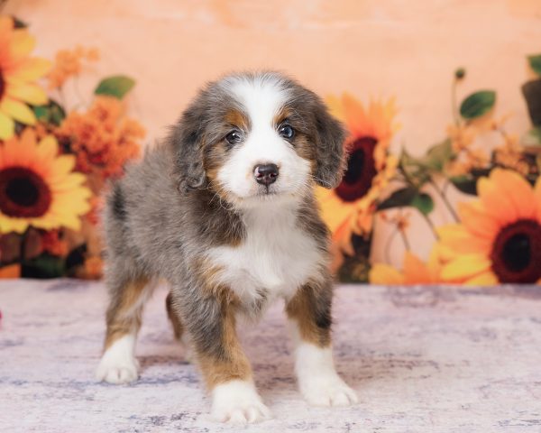 Photo of Mr. Ken the F1 Mini-Bernedoodle puppy