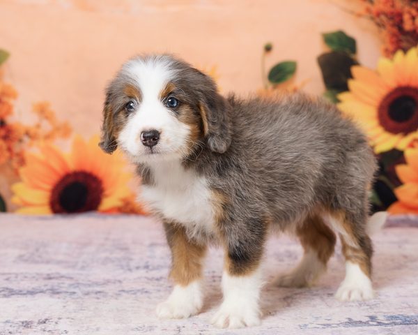 Photo of Mr. Ken the F1 Mini-Bernedoodle puppy
