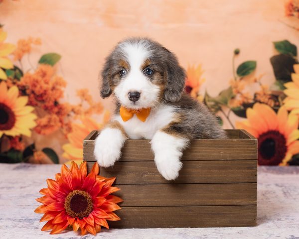 Photo of Mr. Ken the F1 Mini-Bernedoodle puppy